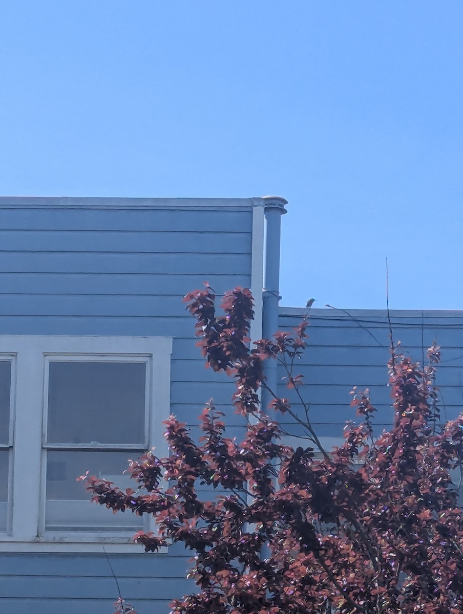 Allen's Hummingbird - ML632616822