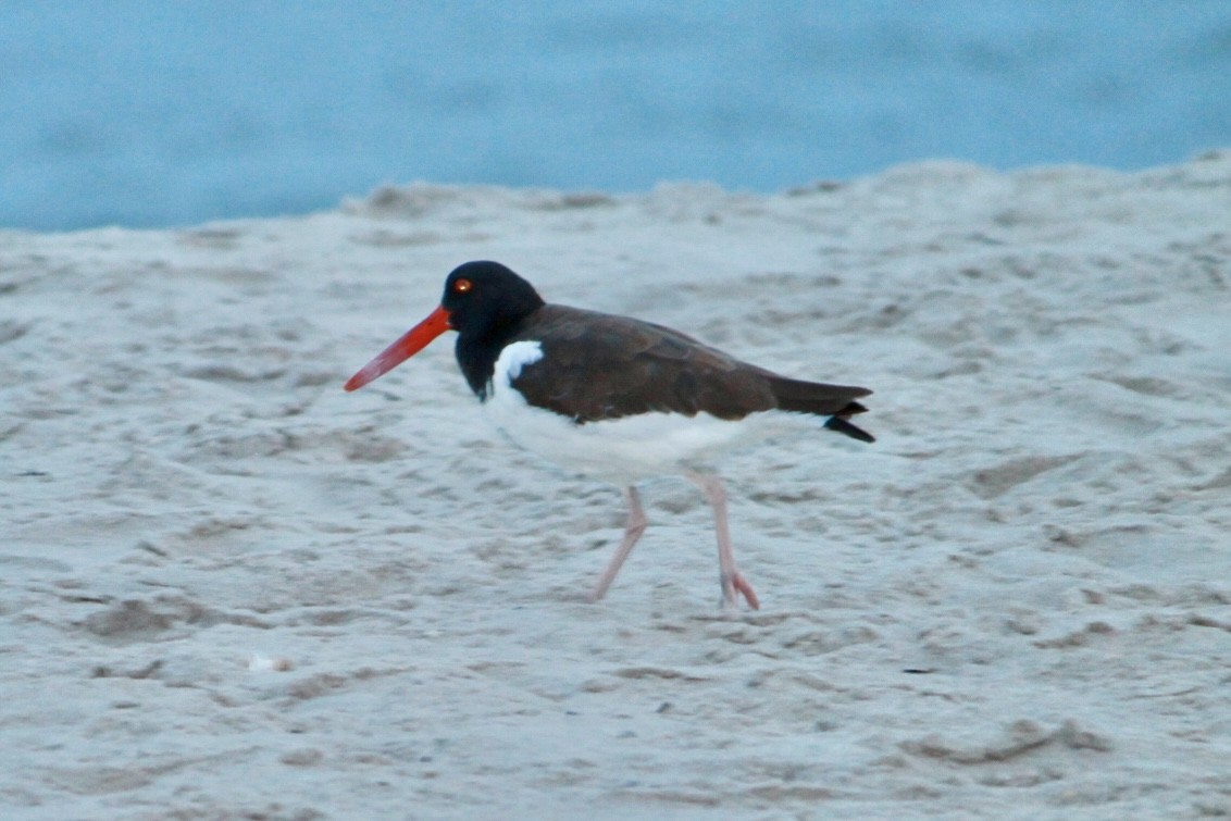 American Oystercatcher - ML632616883