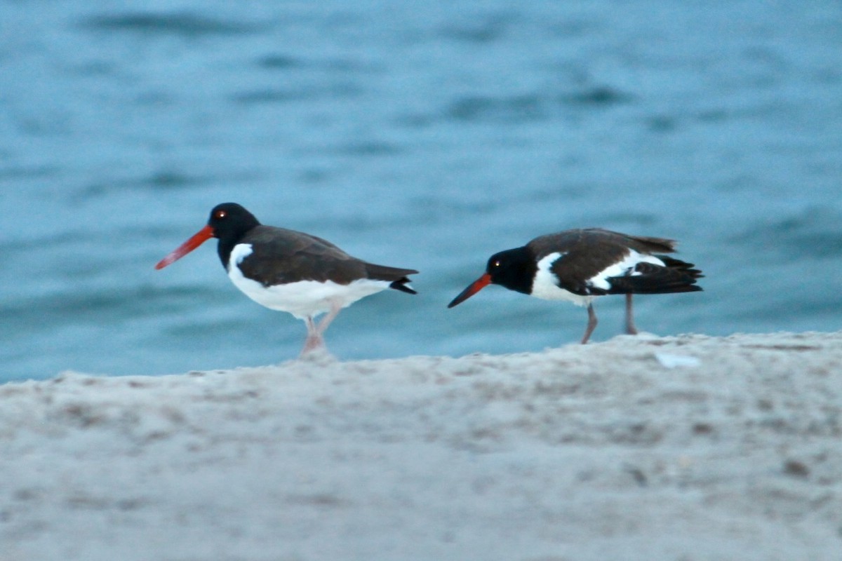 American Oystercatcher - ML632616884