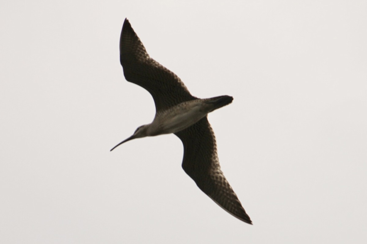 Whimbrel - ML632616938