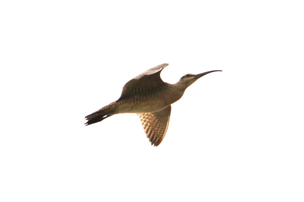 Whimbrel - ML632616939