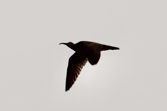 Whimbrel - ML632616940