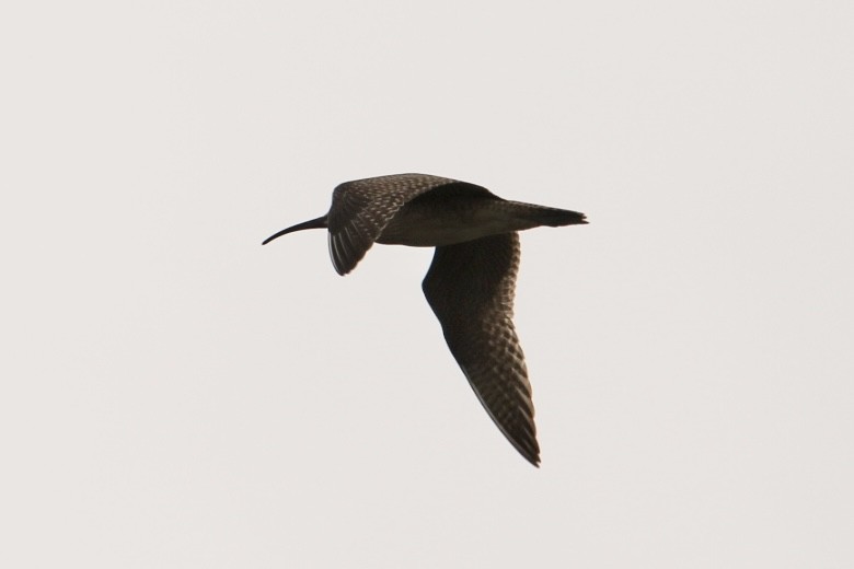 Whimbrel - ML632616942