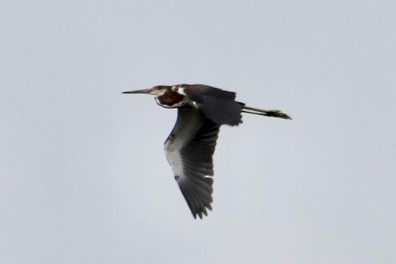Tricolored Heron - ML632616949