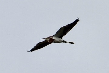 Tricolored Heron - ML632616951