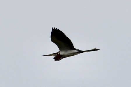 Tricolored Heron - ML632616952