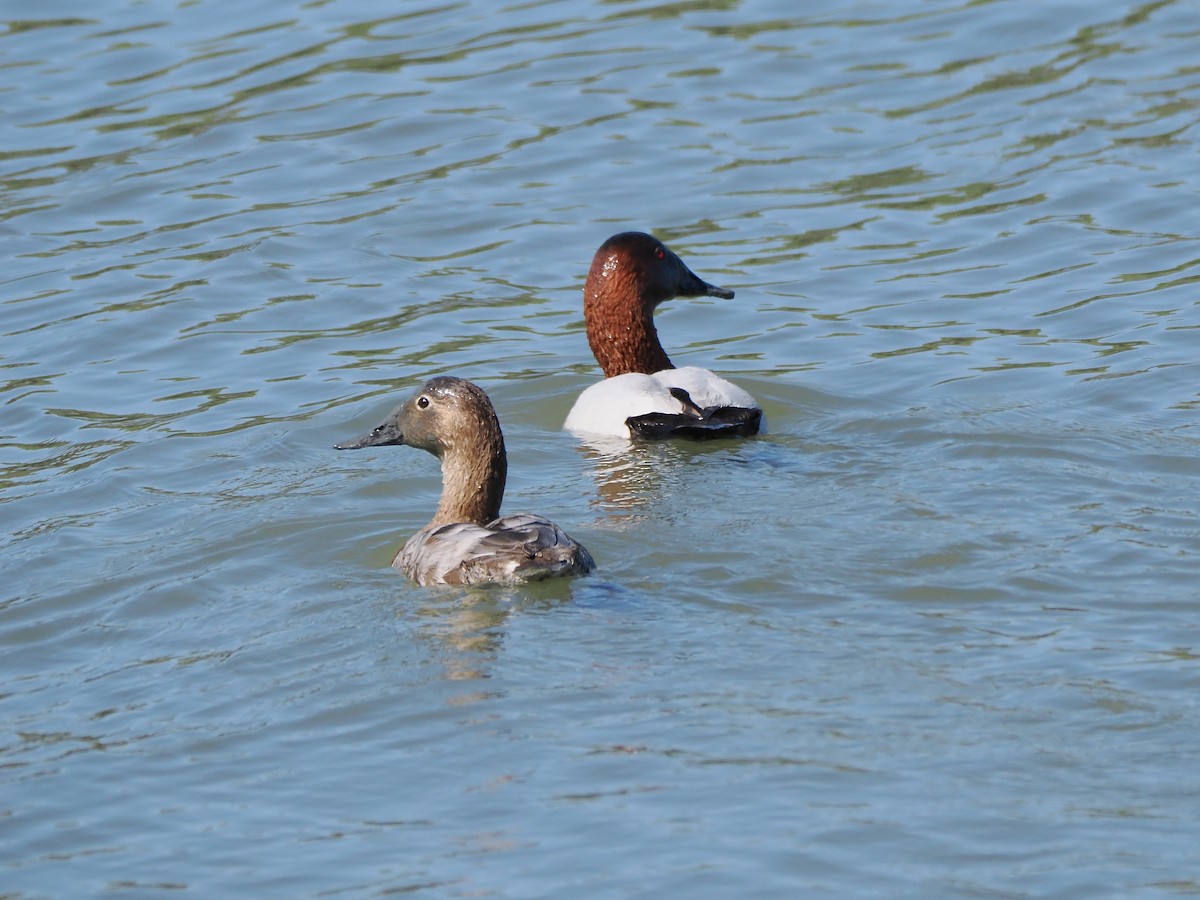 Canvasback - ML632616959