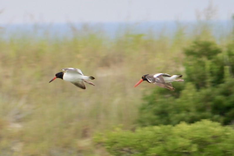 American Oystercatcher - ML632616966