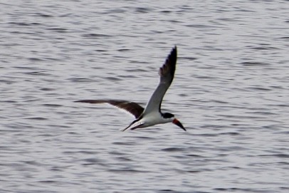 Black Skimmer - ML632616971