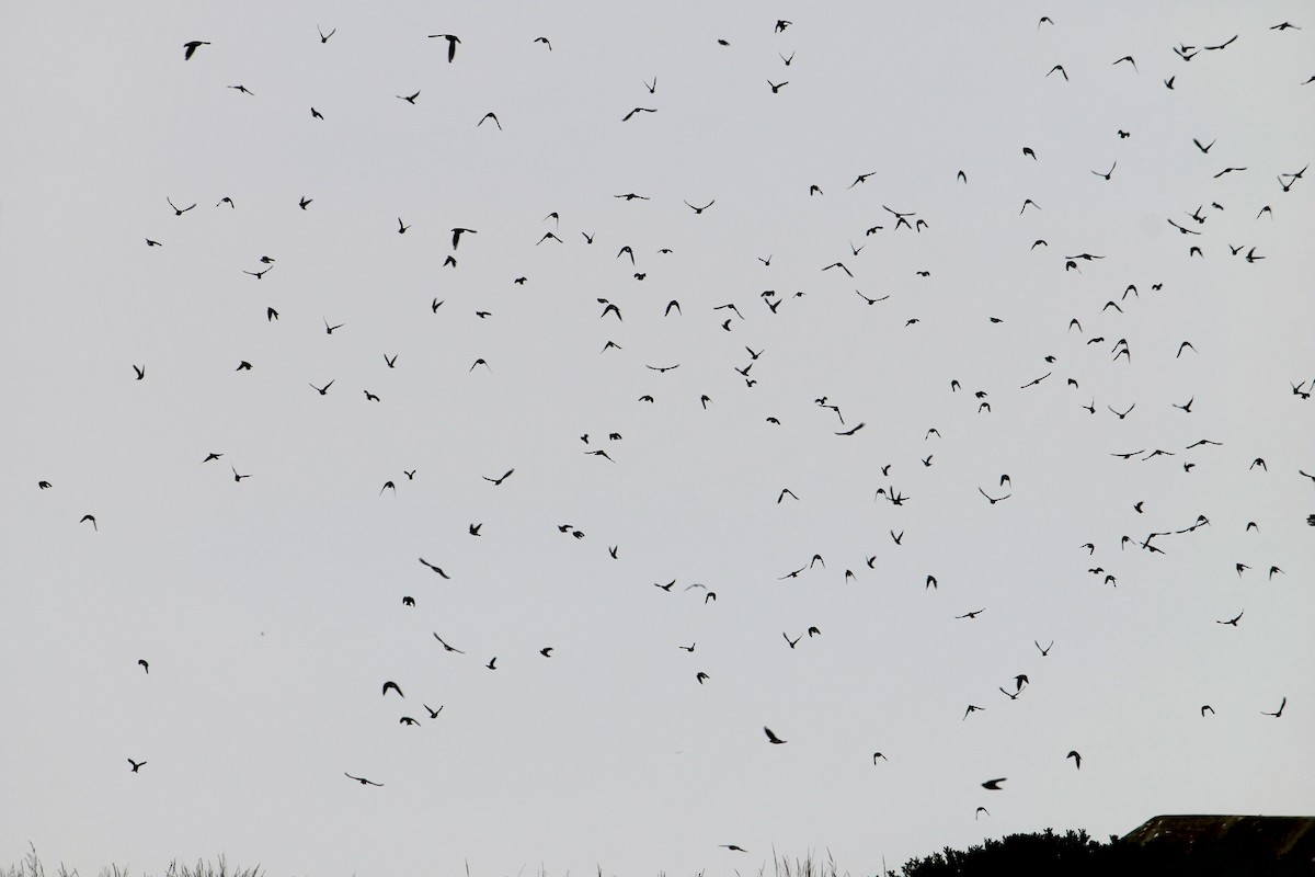 Tree Swallow - ML632616980