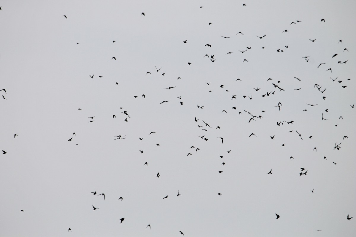 Tree Swallow - ML632616981