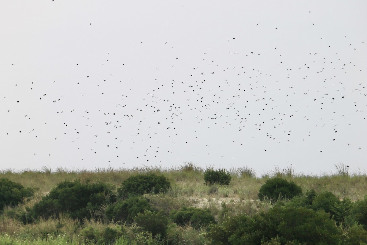 Tree Swallow - ML632616984