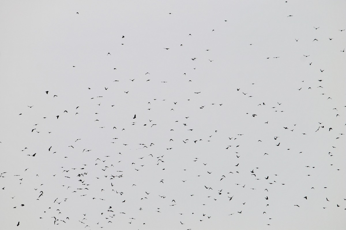 Tree Swallow - ML632616985