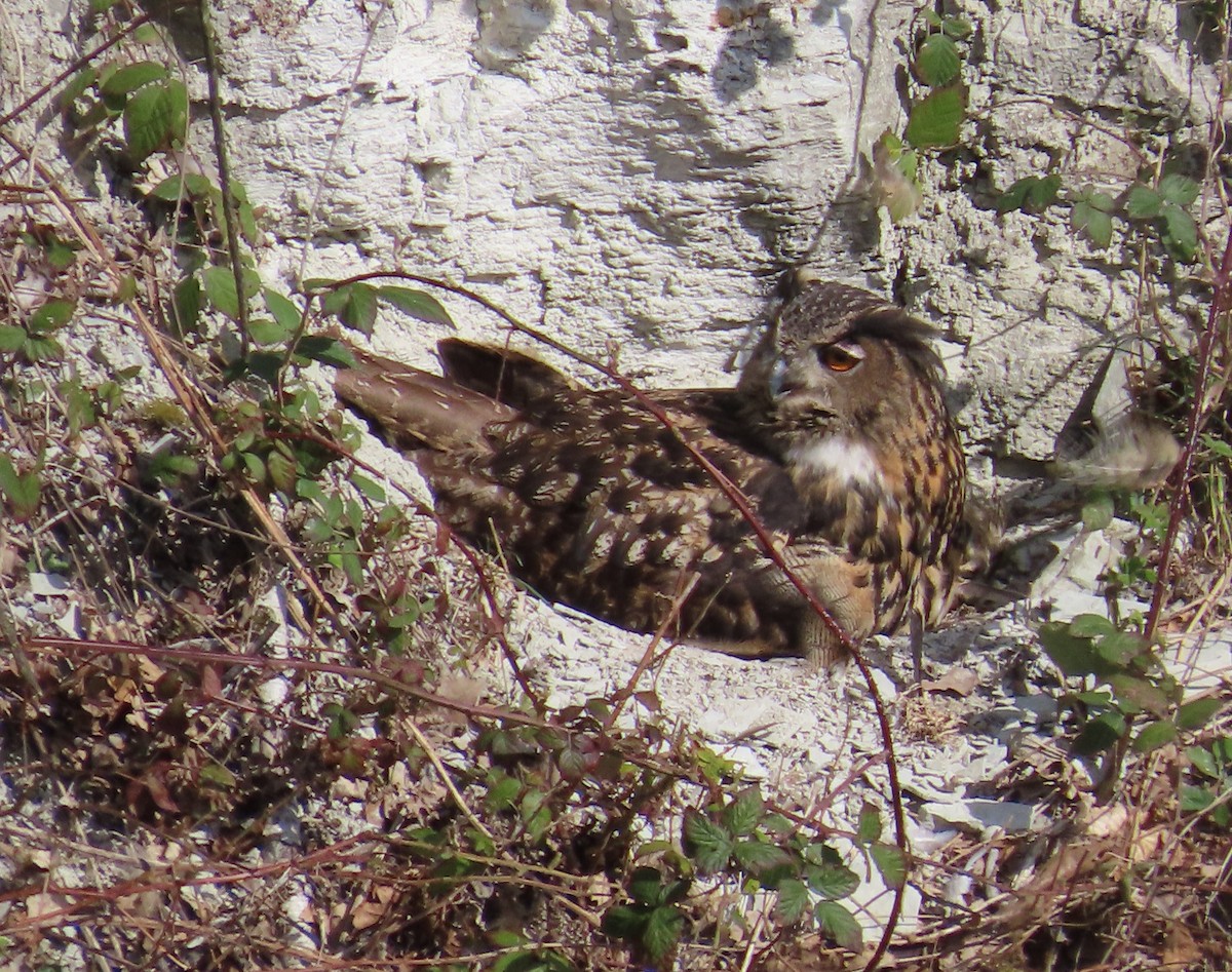 Эгэл шар шувуу - ML632617041