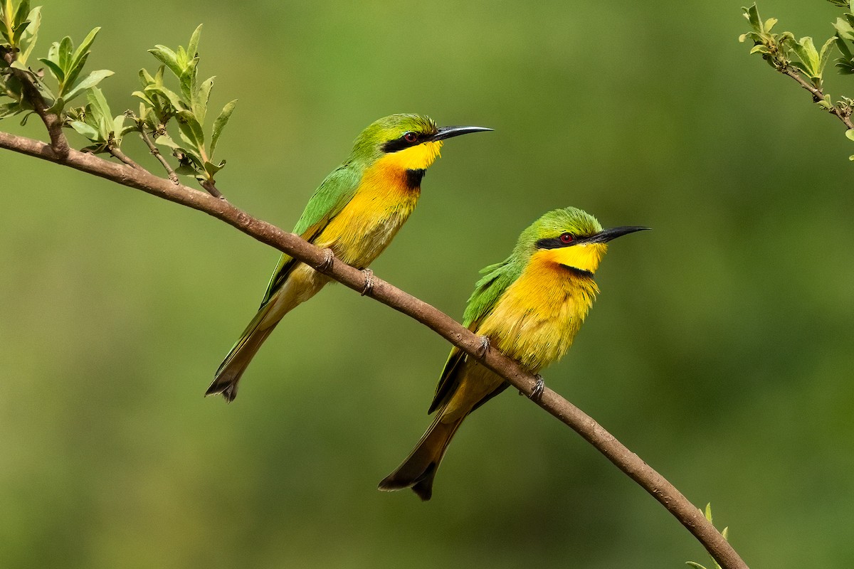 Little Bee-eater - ML632617108