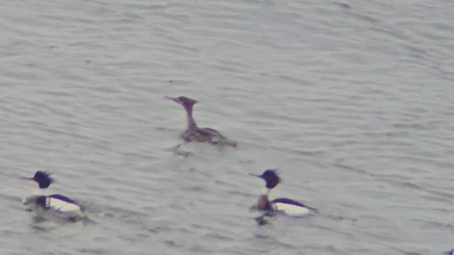 siland - ML632617138