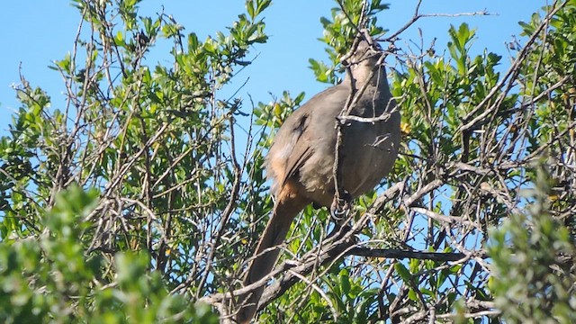 California Thrasher - ML632617251