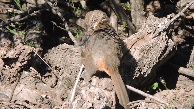 California Thrasher - ML632617252