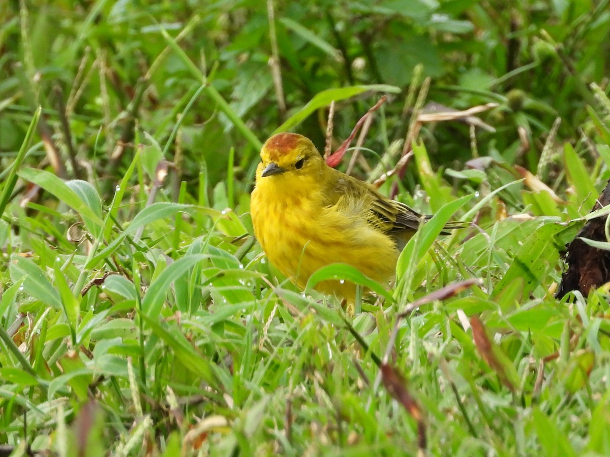 Goldwaldsänger - ML632617263
