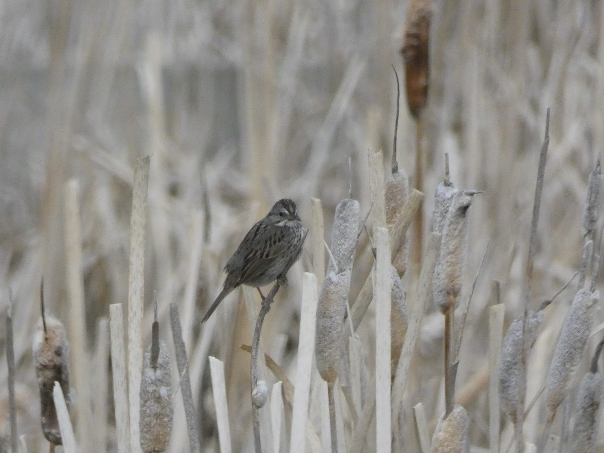 Lincoln's Sparrow - ML632617338