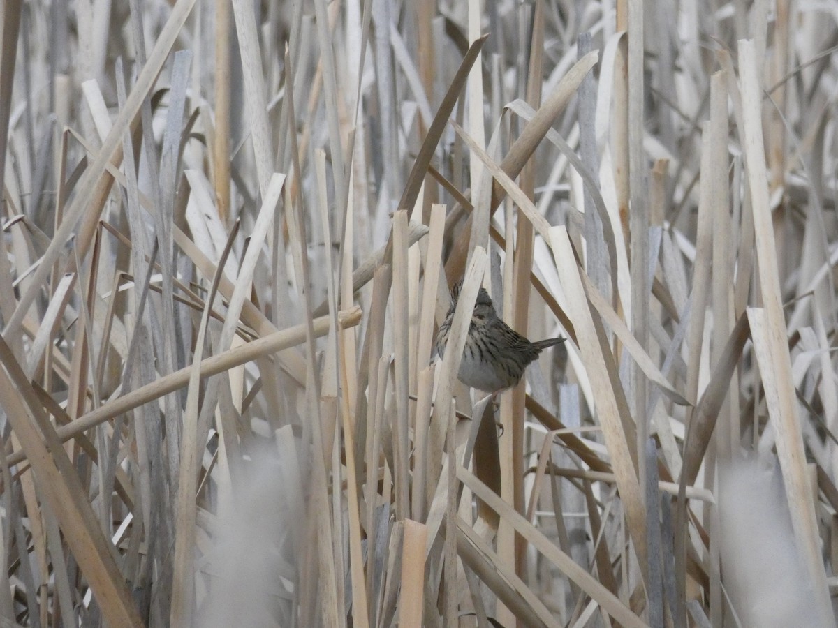 Lincoln's Sparrow - ML632617339