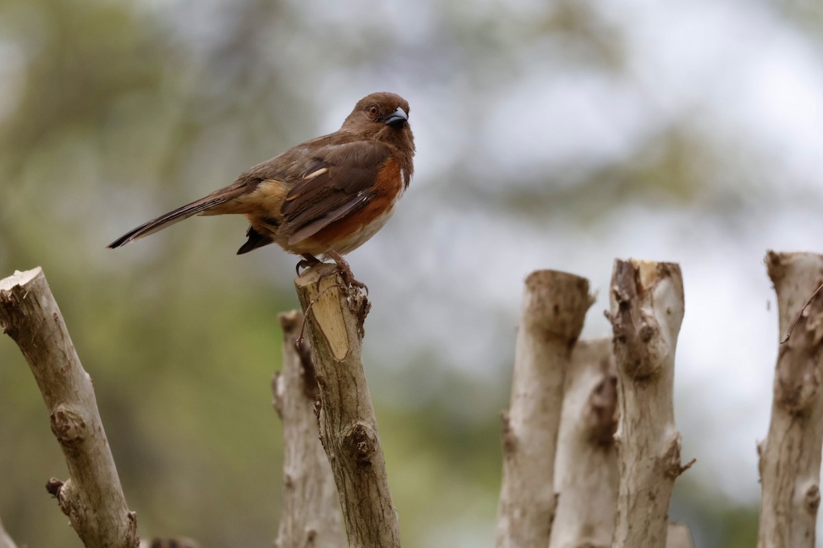 Eastern Towhee - ML632617340