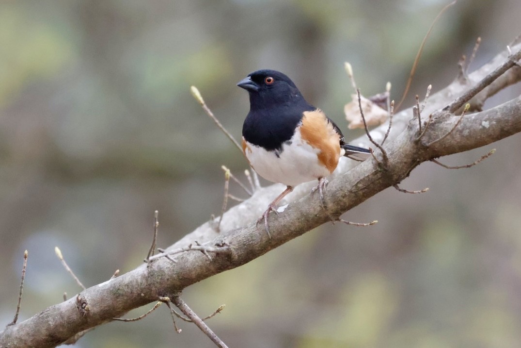 Eastern Towhee - ML632617341