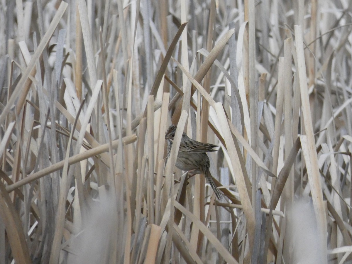 Lincoln's Sparrow - ML632617342