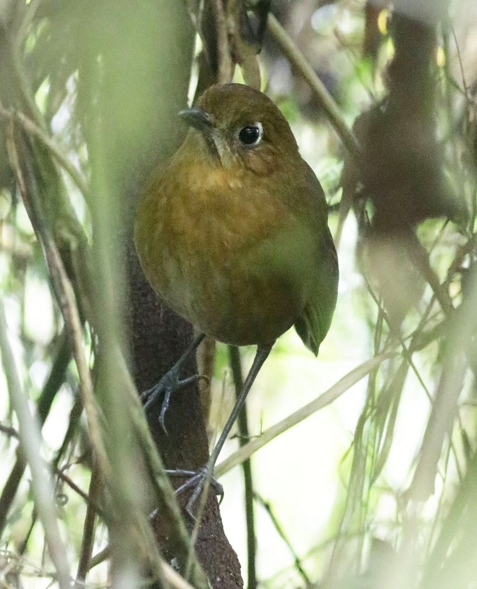 Sierra Nevada Antpitta - ML632617366