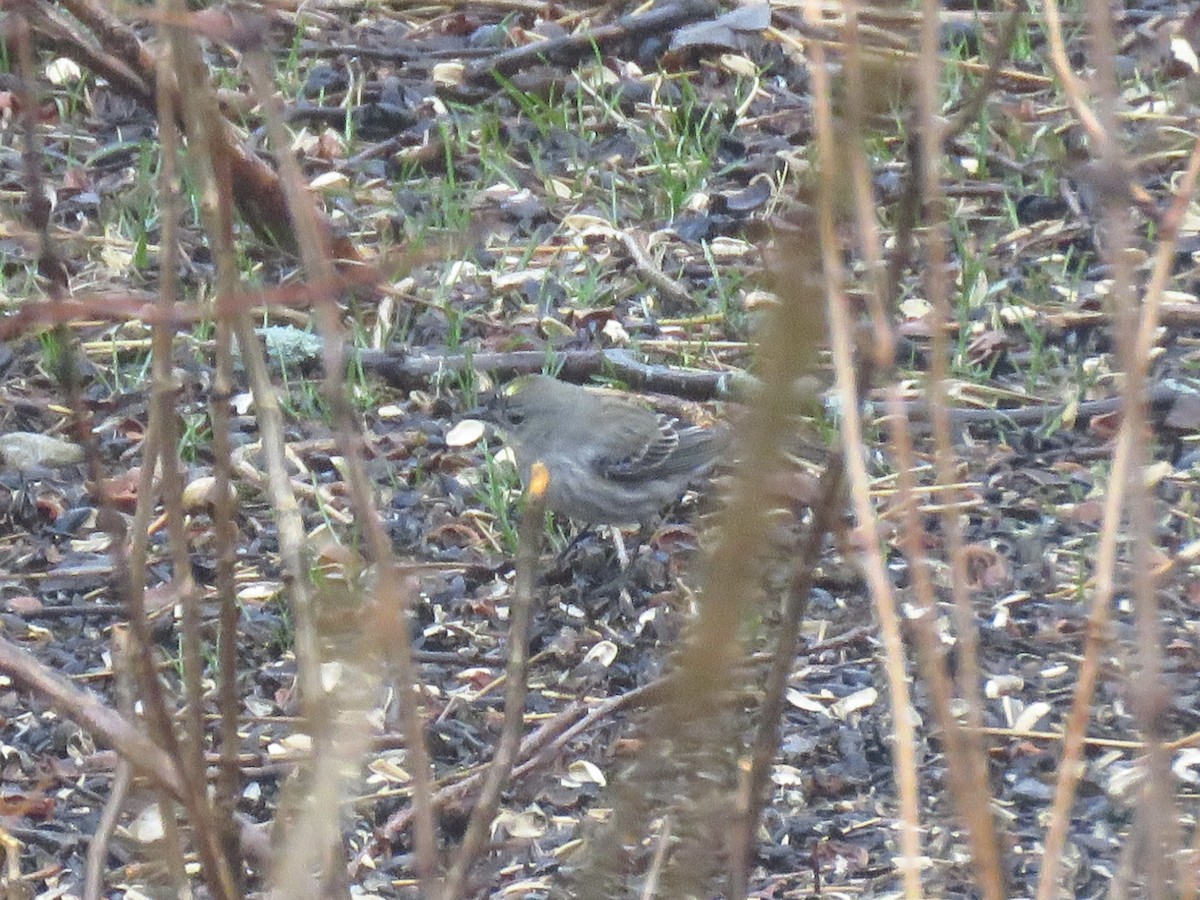 Yellow-rumped Warbler - ML632617405