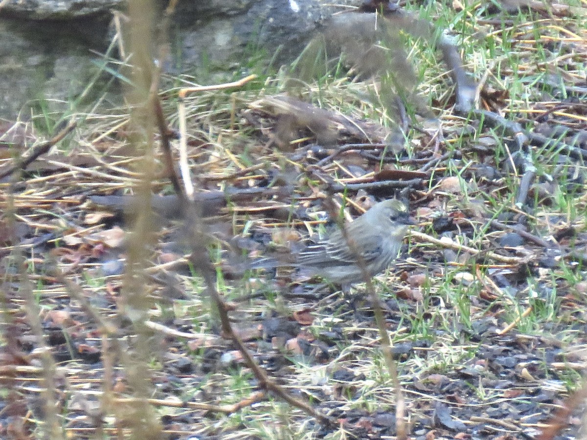 Yellow-rumped Warbler - ML632617406