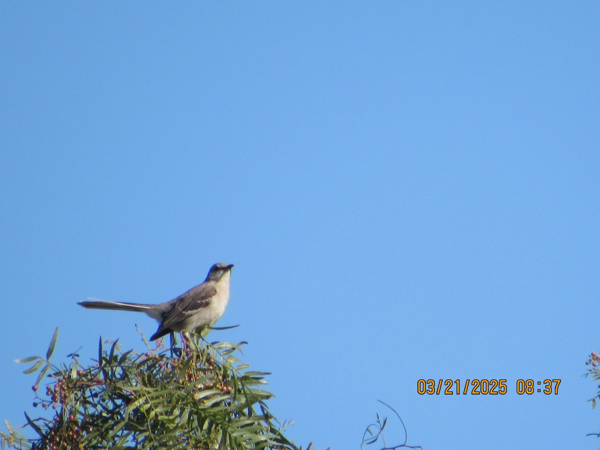 Northern Mockingbird - ML632617448