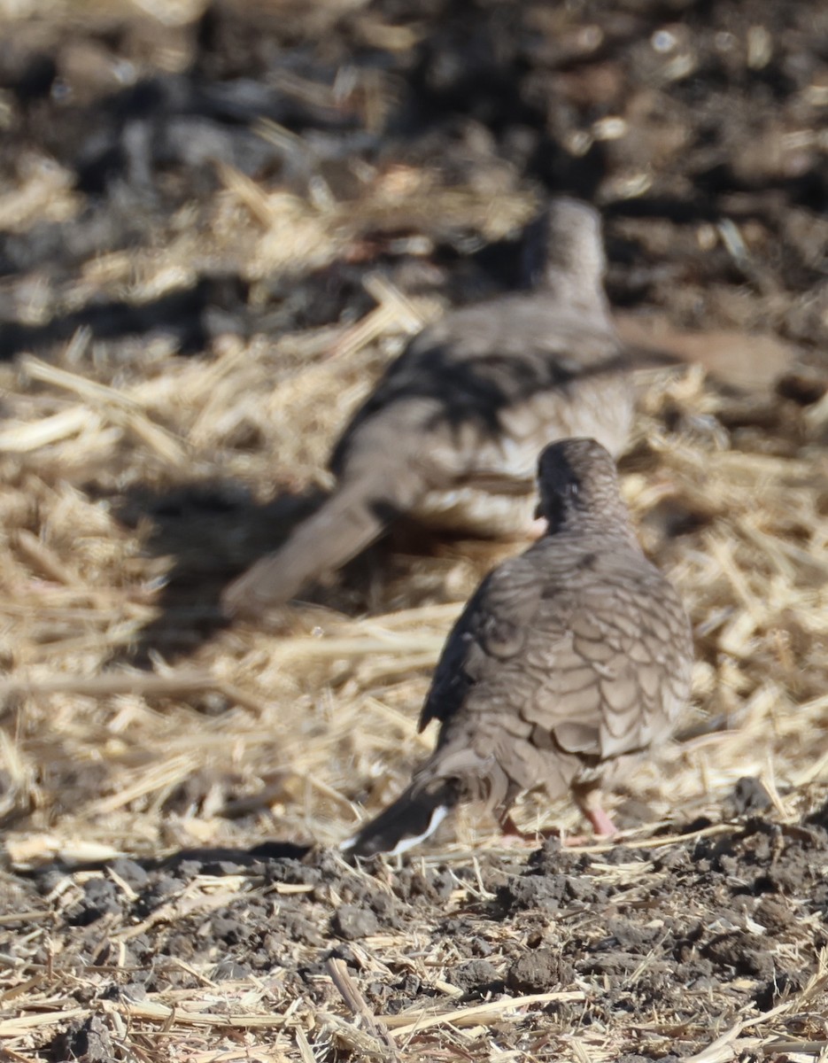 Inca Dove - ML632617464