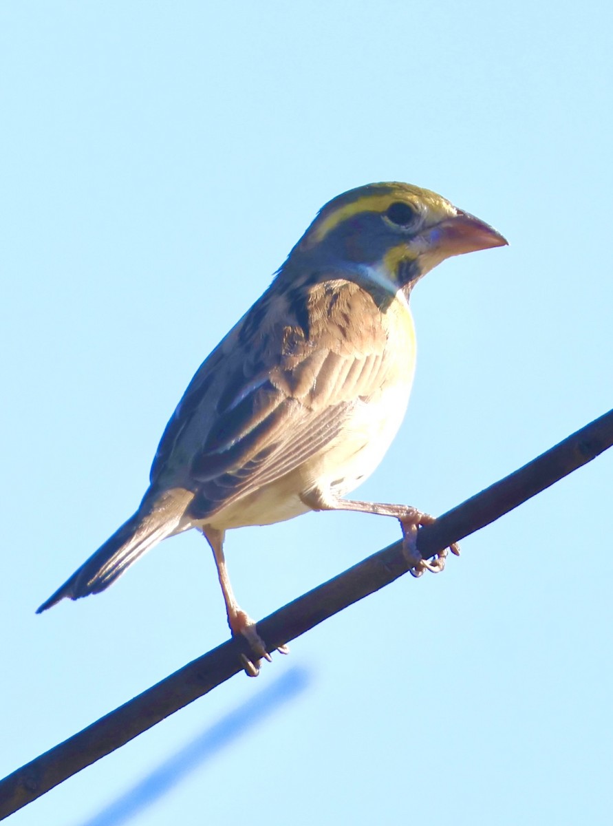 Dickcissel - ML632617513