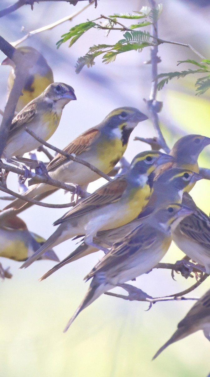 Dickcissel - ML632617514