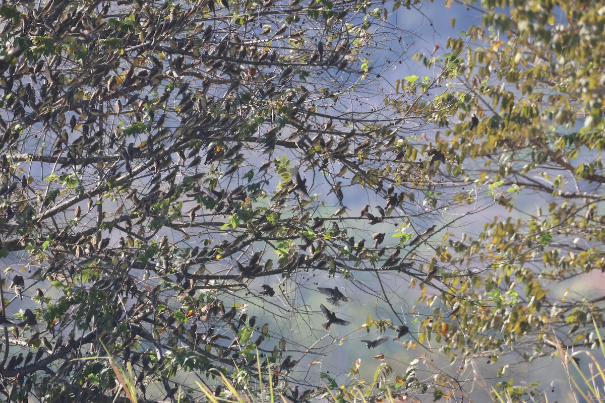 Dickcissel - ML632617515