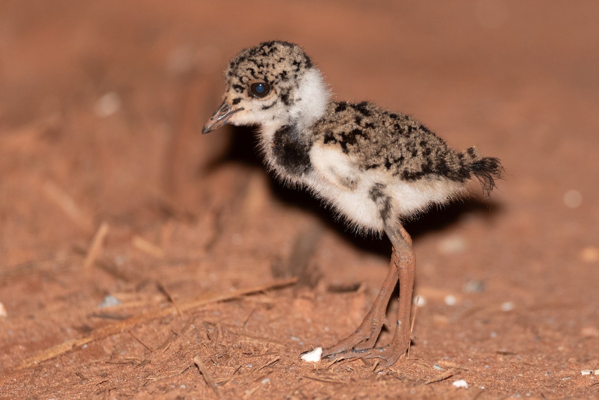 Southern Lapwing - ML632617716