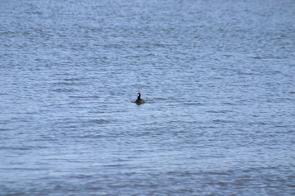 American Coot - ML632617717