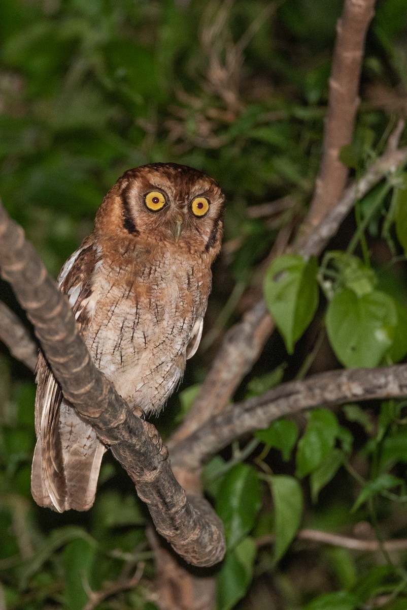 Tropical Screech-Owl - ML632617744
