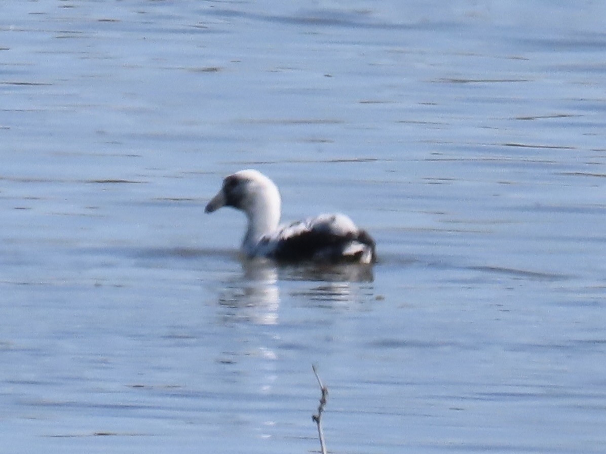 American Coot - ML632617767