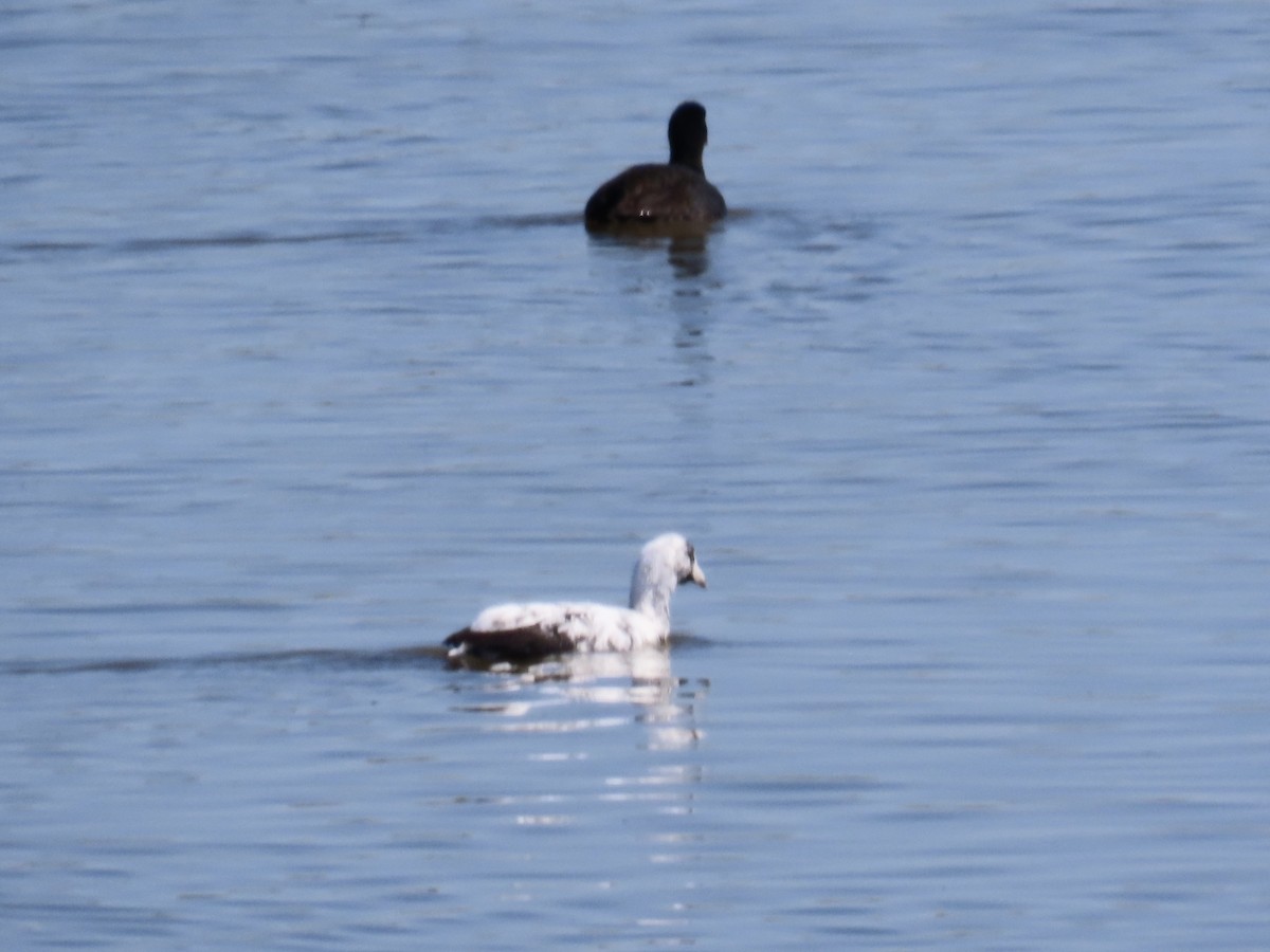 American Coot - ML632617772