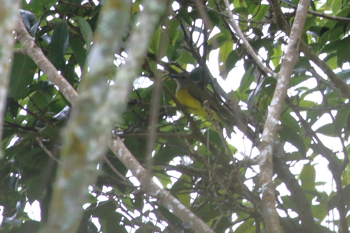 Yellow-bellied Whistler - ML632617799