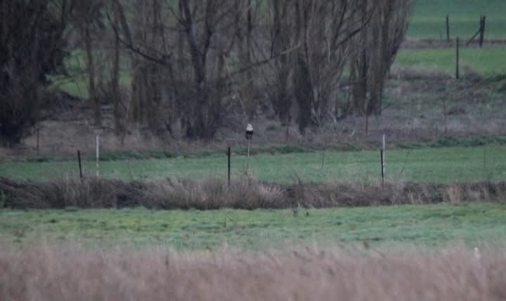 Poiana calzata - ML632617802