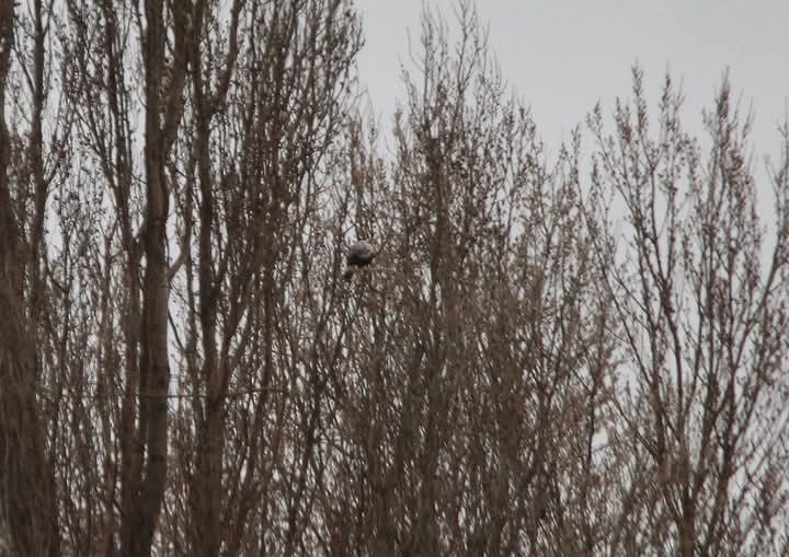 Poiana calzata - ML632617803