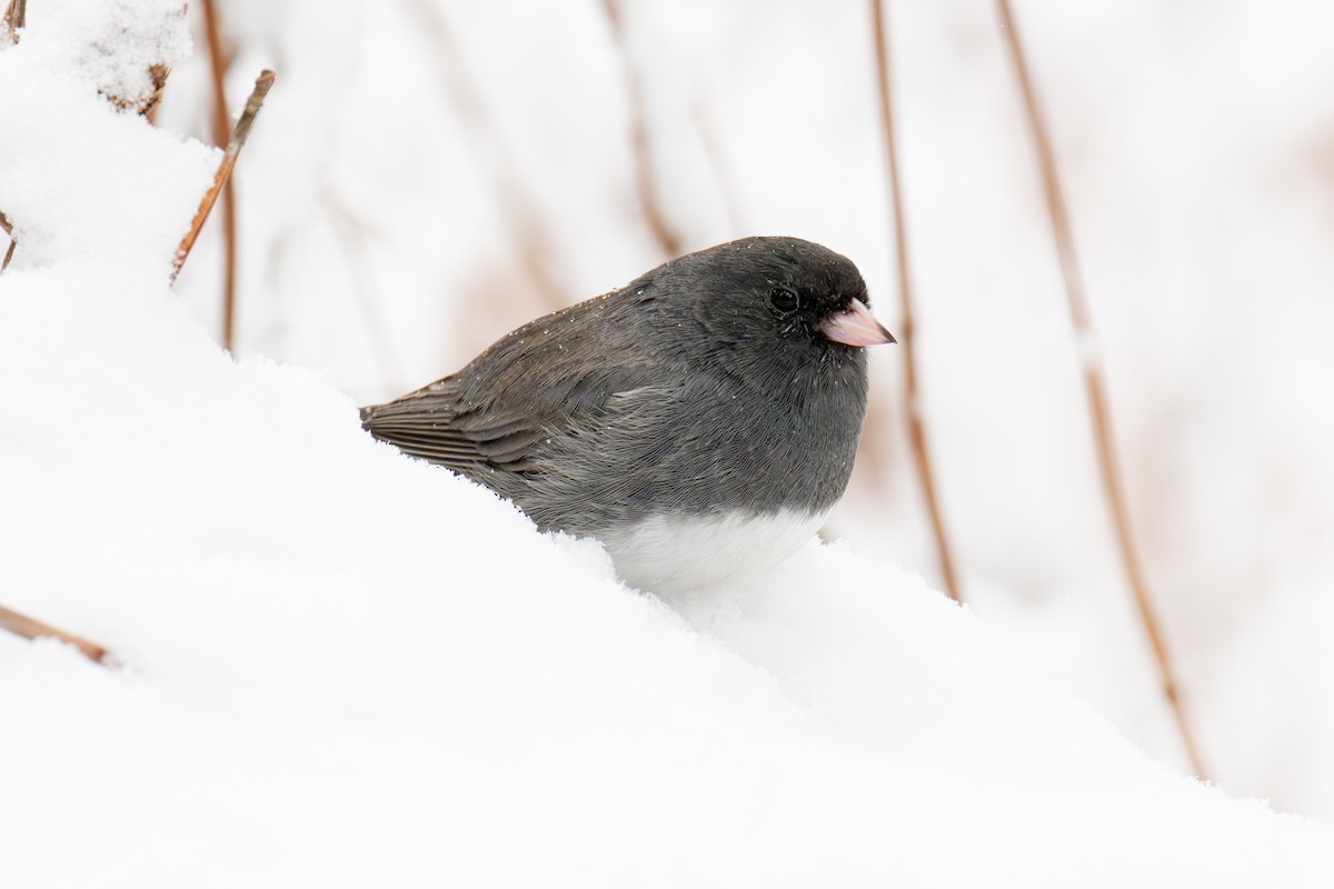 ユキヒメドリ（hyemalis／carolinensis） - ML632617857