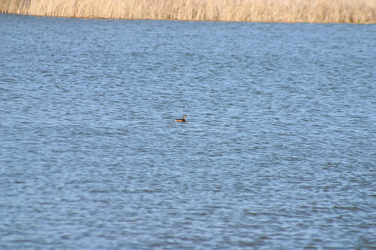 Pied-billed Grebe - ML632617864