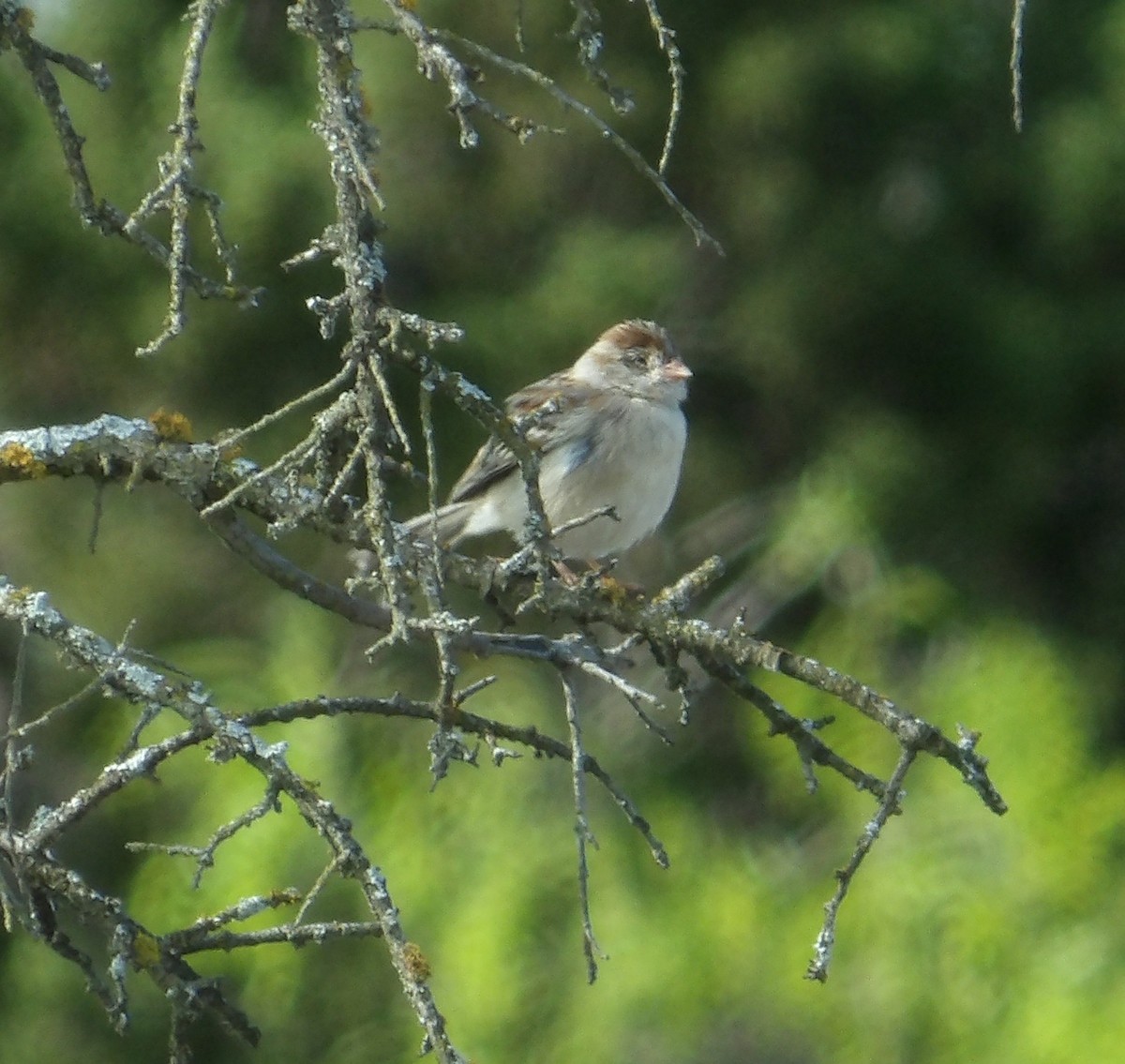 Field Sparrow - ML632617920