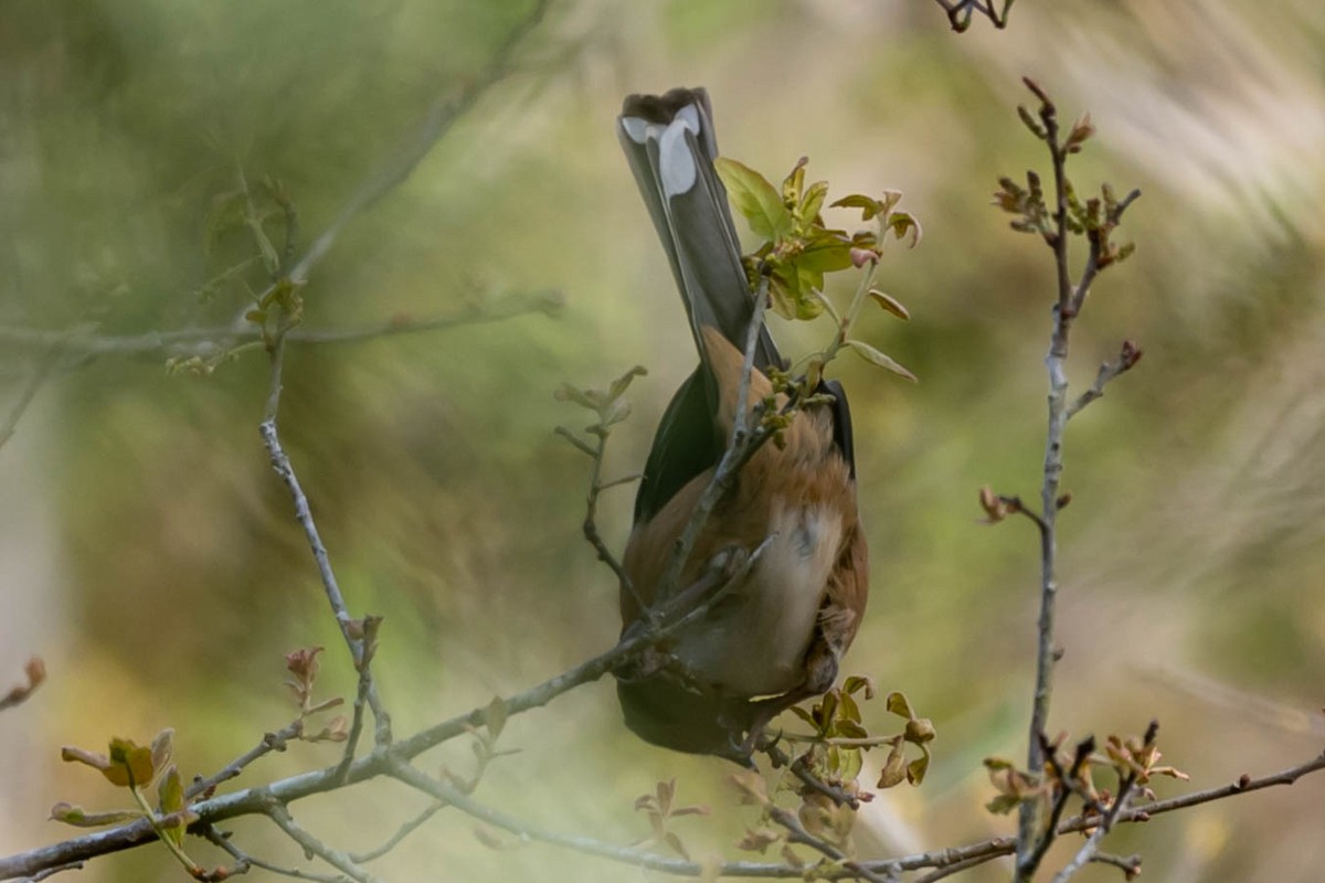 Eastern Towhee - ML632618070