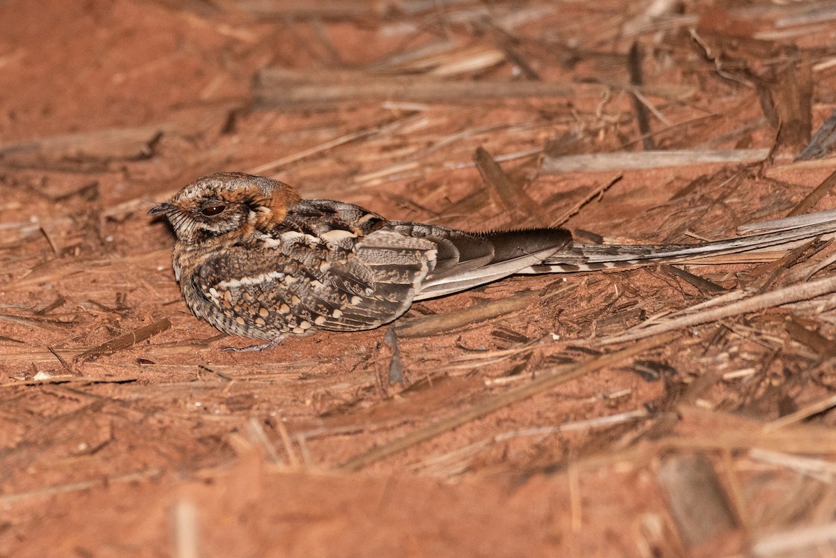 Scissor-tailed Nightjar - ML632618082
