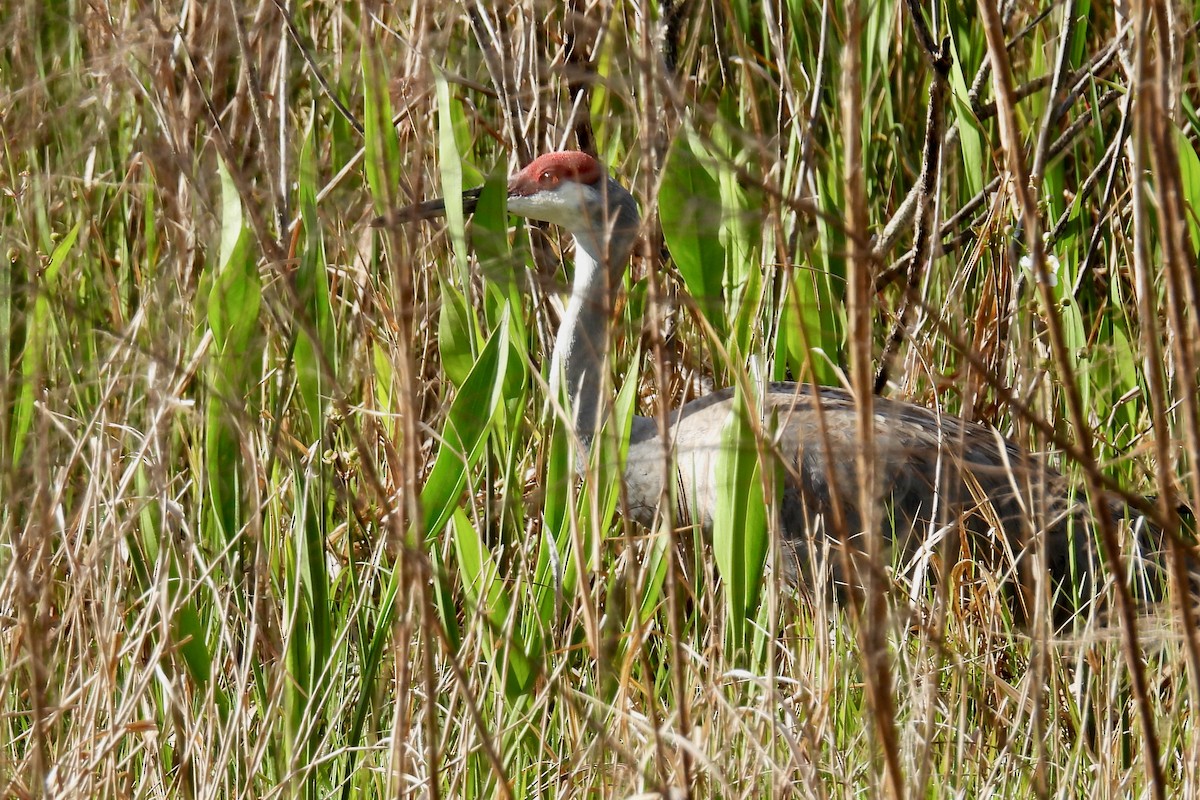 Sandhill Crane - ML632618097